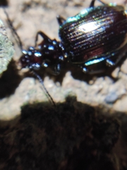 Physodera eschscholtzii