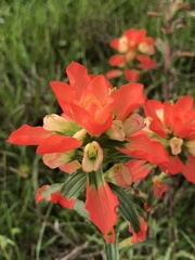 Castilleja indivisa