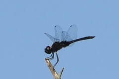 Macrodiplax balteata
