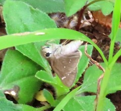 Torbenlarsenia gemella