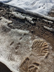Lagomorpha