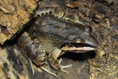 Leptodactylus mystaceus