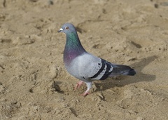 Columba livia domestica