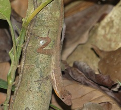 Anolis polylepis