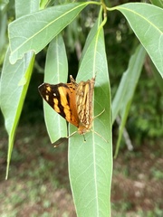 Hypanartia