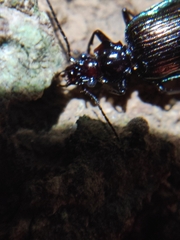 Physodera eschscholtzii