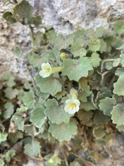 Mabrya acerifolia