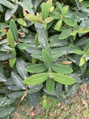 Hypericum monogynum