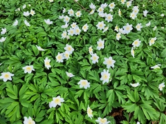 Anemonoides nemorosa