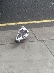 Columba livia domestica