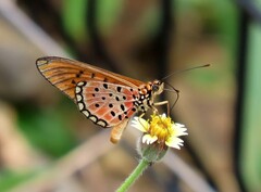 Acraea oncaea