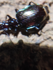 Physodera eschscholtzii