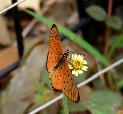 Acraea oncaea