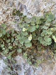 Mabrya acerifolia