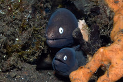Gymnothorax thyrsoideus