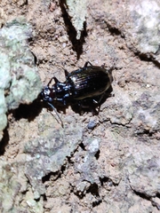 Physodera eschscholtzii