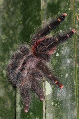 Avicularia juruensis