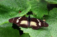Pseudacraea lucretia