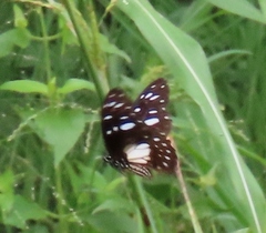 Graphium leonidas