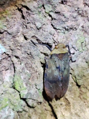 Penthicodes atomaria