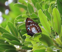 Charaxes wakefieldi