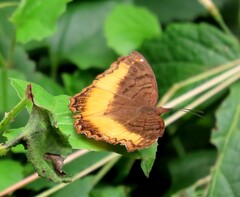 Eurytela dryope