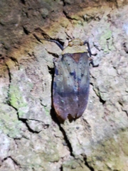 Penthicodes atomaria