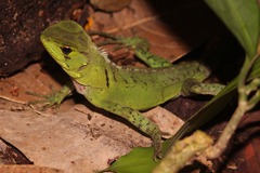 Enyalioides laticeps