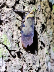 Penthicodes atomaria