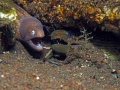 Gymnothorax thyrsoideus