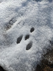Lagomorpha