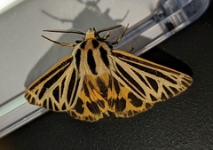 Apantesis virguncula