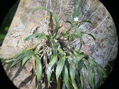 Caularthron bilamellatum