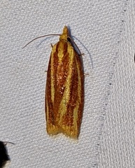 Sparganothis tristriata