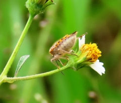 Agonoscelis versicoloratus