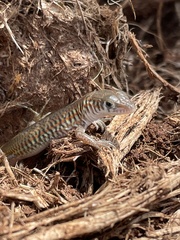 Latastia longicaudata