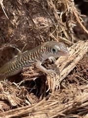 Latastia longicaudata