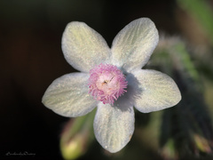 Anchusa strigosa