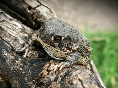 Anaxyrus compactilis