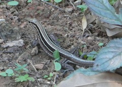 Holcosus quadrilineatus