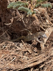 Latastia longicaudata