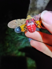 Penthicodes atomaria