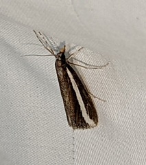 Carectocultus perstrialis