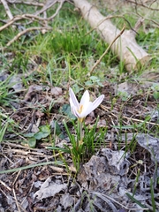 Crocus biflorus
