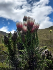 Phaenocoma prolifera