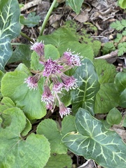 Petasites pyrenaicus