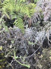 Argiope australis