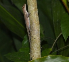 Anolis polylepis