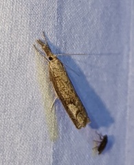 Neodactria luteolellus