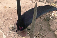 Biarum eximium